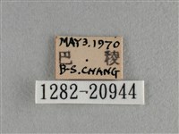 豆波灰蝶藏品圖，第3張