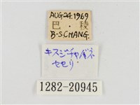 臺灣脈弄蝶藏品圖，第3張