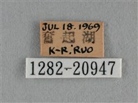 紫日灰蝶藏品圖，第3張