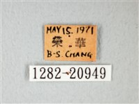 細邊琉灰蝶藏品圖，第3張