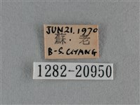 豆波灰蝶藏品圖，第3張