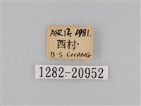 褐翅蔭眼蝶藏品圖，第3張