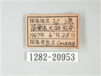 細邊琉灰蝶藏品圖，第3張