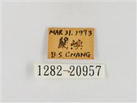 尖翅絨弄蝶藏品圖，第3張
