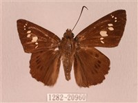 臺灣瑟弄蝶藏品圖，第1張