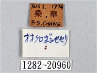 臺灣瑟弄蝶藏品圖，第3張