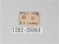 綠灰蝶埔里亞種藏品圖，第3張