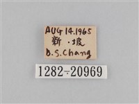 密紋波眼蝶藏品圖，第3張