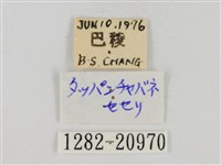 碎紋孔弄蝶藏品圖，第3張