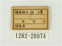 大紫琉灰蝶藏品圖，第3張