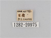密紋波眼蝶藏品圖，第3張