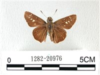 禾弄蝶藏品圖，第1張