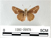 禾弄蝶藏品圖，第2張