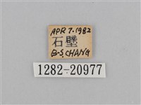 江崎波眼蝶藏品圖，第3張