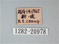 細邊琉灰蝶藏品圖，第3張