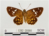 臺灣流星弄蝶藏品圖，第1張