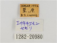 臺灣流星弄蝶藏品圖，第3張