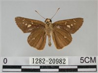 黃紋孔弄蝶藏品圖，第2張