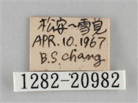 黃紋孔弄蝶藏品圖，第3張