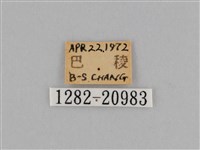 江崎波眼蝶藏品圖，第3張