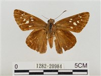 巨褐弄蝶藏品圖，第1張