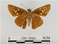 巨褐弄蝶藏品圖，第2張