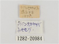 巨褐弄蝶藏品圖，第3張