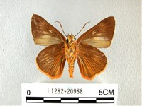 橙翅傘弄蝶藏品圖，第2張