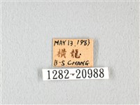 橙翅傘弄蝶藏品圖，第3張