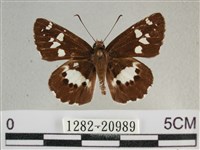 玉帶弄蝶藏品圖，第1張