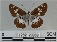 玉帶弄蝶藏品圖，第2張