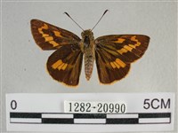 竹橙斑弄蝶藏品圖，第1張