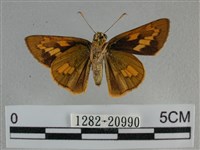 竹橙斑弄蝶藏品圖，第2張