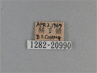 竹橙斑弄蝶藏品圖，第3張