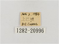 尖翅星弄蝶藏品圖，第3張