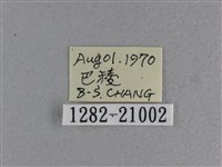黃星弄蝶藏品圖，第3張
