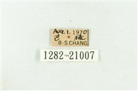 高砂燕灰蝶藏品圖，第3張