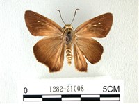 長翅弄蝶藏品圖，第1張