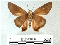 長翅弄蝶藏品圖，第2張