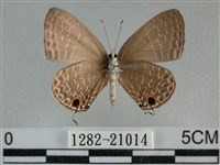 雅波灰蝶藏品圖，第2張