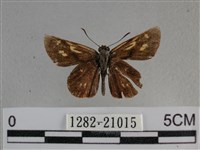 黃星弄蝶藏品圖，第1張