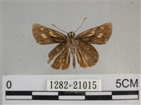 黃星弄蝶藏品圖，第2張