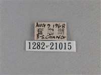 黃星弄蝶藏品圖，第3張