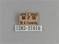 臺灣斑眼蝶藏品圖，第3張