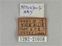 圓翅絨弄蝶藏品圖，第3張