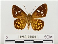 臺灣流星弄蝶藏品圖，第1張