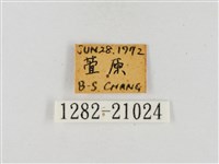 臺灣流星弄蝶藏品圖，第3張