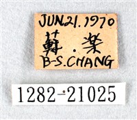 白弄蝶藏品圖，第3張