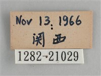 藍紋鋸眼蝶藏品圖，第3張
