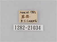 密紋波眼蝶藏品圖，第3張